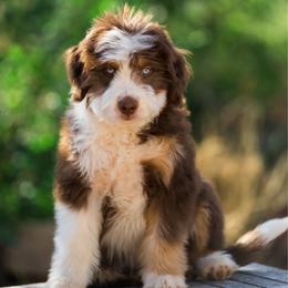 Ron - male Australian Mountain Doodle puppy in Cortez, Colorado from Sassy Pants Pups