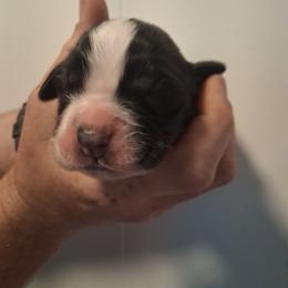 Scarlet - Brown and white female Saint Bernard puppy in Kinsman, Ohio from Coleman Saint Bernards of Ohio
