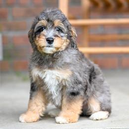 Crocky - Merle male Bernedoodle puppy in Dundee, Ohio from Down Home Doodle