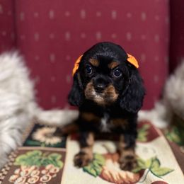 Royalty - Black and tan female Cavalier King Charles Spaniel puppy in Broken Arrow, Oklahoma from Cavalier King Charles Heartland