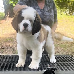 Girl 1 - Mahogany and white female Saint Bernard puppy in North Beach, Maryland from Mt.Harmony Saint Bernards
