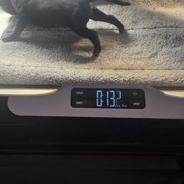 Hot Pink Girl - Black and mahogany female Rottweiler puppy in Lebanon, Oregon from SOUTH SANTIAM ROTTWEILERS