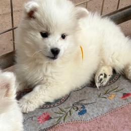 American Eskimo Dog Puppies from Jan Palmer