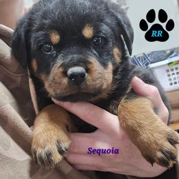 Sequoia - Black and mahogany female Rottweiler puppy in Tangent, Oregon from Raya's Royals