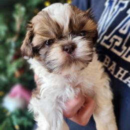 Shih Tzu puppies from Northstar Shih Tzu