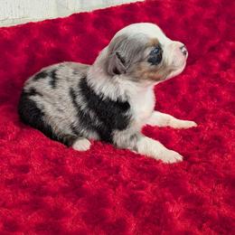 Austin - Blue merle male Miniature Australian Shepherd puppy in Lufkin, Texas from Texas Lil Cowdogs