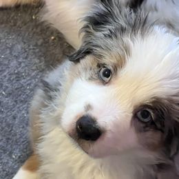 Boy 2 - Blue merle Miniature Australian Shepherd puppy in Corydon, Indiana from Arbuckle’s Lookin Good Aussies (LGA)
