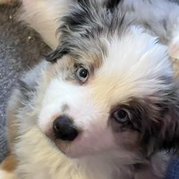 Boy 2 - Blue merle Miniature Australian Shepherd puppy in Corydon, Indiana from Arbuckle’s Lookin Good Aussies (LGA)