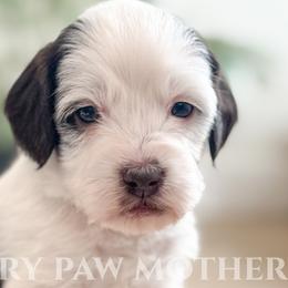 Cavapoos, Goldendoodles, and Golden Mountain Doodles from The Fairy Paw Mother