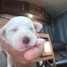 Male 3 - White male Bichon Frise puppy in Four Oaks, North Carolina from .Havenkennels.Net