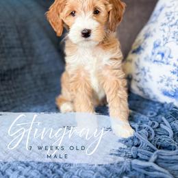 Stingray - Apricot male Goldendoodle puppy in Garden Grove, California from Sunkissed Doodles