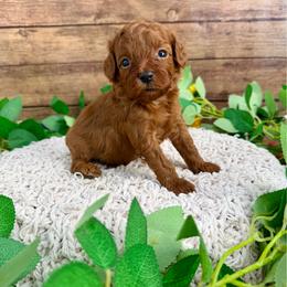 Leo - Red male Cavapoo puppy in Beresford, South Dakota from DAKOTA DOOD RANCH