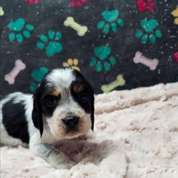 Kringle - Black white and tan male English Springer Spaniel puppy in Westover, Maryland from Sterling's springer Haven