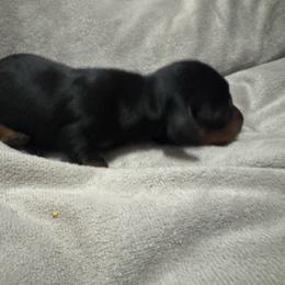 Boy 2 - Black and tan male Dachshund puppy in Afton, Oklahoma from C5 Doodles
