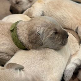 Elektra - Light golden female Golden Retriever puppy in Oregon from Bliss Retrievers