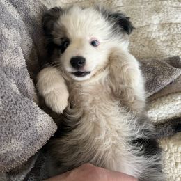 Miniature Australian Shepherd Puppies from Small Town Aussies