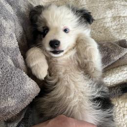 Miniature Australian Shepherd Puppies from Small Town Aussies
