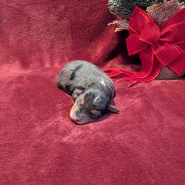 Holly - female Australian Mountain Doodle puppy in Winchester, Virginia from Morningstar Goldendoodles