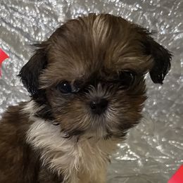 Elle - Red and white female Shih Tzu puppy in Corpus Christi, Texas from Pam Crump Shih Tzu