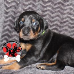 Doberman Pinscher Puppies from Aaliyah’s Dobies