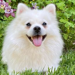 American Eskimo Dogs from La Veta Eskies
