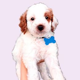 Dallas - Blenheim Cavapoo puppy in Miami, Florida from 305.doods