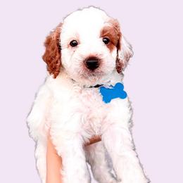Dallas - Blenheim Cavapoo puppy in Miami, Florida from 305.doods