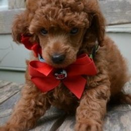 Poodles from Sweet Honey Poodles