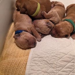 Scout - Golden male Golden Retriever puppy in Lebanon, Oregon from SnowPeakPaws