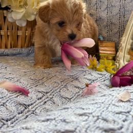 Rosie - Champagne female Maltipoo puppy in Boston, Kentucky from MountCarmelPuppies