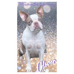 Clover - Boston Terrier