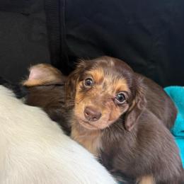 Girl 1 - Dapple female Dachshund puppy in Hindsville, Arkansas from Okie Dokie Doxie