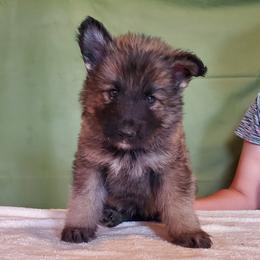 Boy 4 - male Shiloh Shepherd puppy in Caneadea, New York from Strauss Haus Shepherds