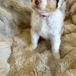 Australian Shepherd Puppies from Crab Point Australian Shepherds