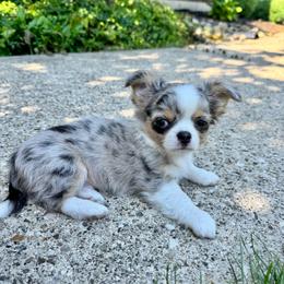 Jasper - Blue merle male Chihuahua puppy in Dayton, Ohio from Petite Pups Chihuahuas