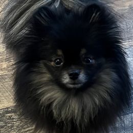 Pomeranian All Grown Up from Poms Of Kolour