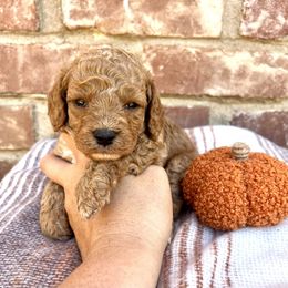 Oakley - Red male Cavapoo puppy in Redding, California from Lipscomb Doodles
