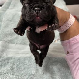 French Bulldog Puppies from Schoville Bulldogs