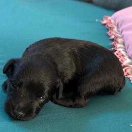 Dollie - Black female Schnoodle puppy in Huron, Tennessee from Wilma's Paw-Paw Patch