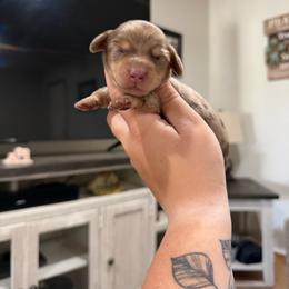 Bella - Dapple female Dachshund puppy in Mc Alester, Ok, Oklahoma from New Hope Miniature Dachshunds