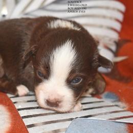 Solstice - Red tri male Miniature Australian Shepherd puppy in Patterson, North Carolina from DreamLine Aussies