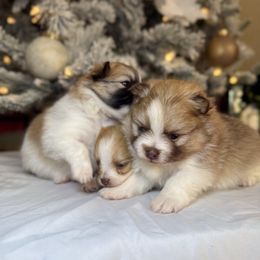 Mars - Cream parti male Pomeranian puppy in Phoenix, Arizona from Luxpomz