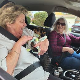 Yorkshire Terrier Puppies from Glitter And Glitz Yorkies