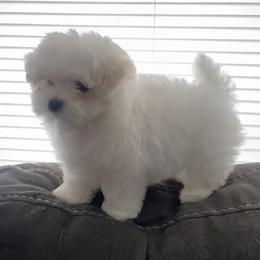 Maltese Puppies from B & O Maltese