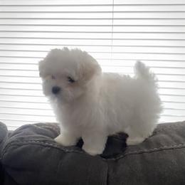 Maltese Puppies from B & O Maltese
