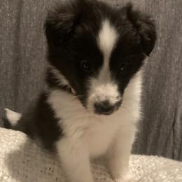 Peony - Black and white female Shetland Sheepdog puppy in Commiskey, Indiana from Windy Haven Farm