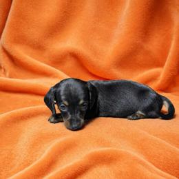 Alma - Black and tan female Dachshund puppy in Richmond, Virginia from Paw Prints