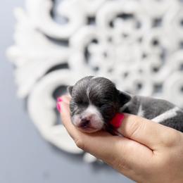 Chihuahua Puppies from Cloud9 Chihuahuas