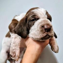 Noelle - White and chestnut female Bracco Italiano puppy in Silver Summit, Utah from Snow Peak Kennel