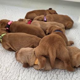 Boy 2 - Golden male Golden Retriever puppy in Albany, Oregon from Sutter Bay Retrievers